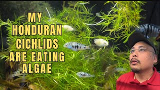 How to remove hair algae from aquarium Surprising Behavior amp Care Tips for Red Point Cichlids [upl. by Ladd]