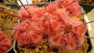 Drosera burmannii Giant Red form [upl. by Nereil]