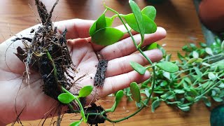 A Complete guide to Dischidia propagationDischidia leaf and stem propagationDischida propagation [upl. by Atinihc977]