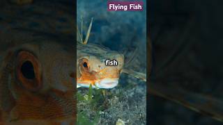 shorts  Amazing Facts About Flying Fish  How Fish Can Fly  Incredible Flying Fish Facts 2024quot [upl. by Gereron]