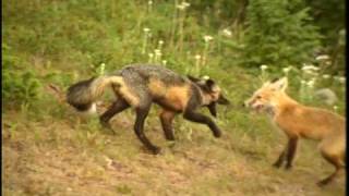 Red Foxes Playing in Mount Rainier National Park  DVD [upl. by Edac]