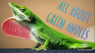 Green Anole Care Guide and Facts [upl. by Stewart]