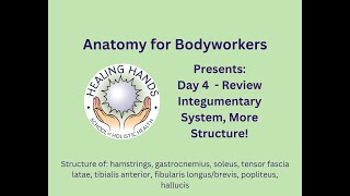 Day 4 of Online Anatomy for Bodyworkers [upl. by Hsetim]