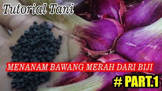 TUTORIAL TANI Menanam Bawang Merah Dari Biji Persemaian Benih PART1 [upl. by Corry730]