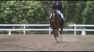 Sold  Snickers 2002 Appendix QH gelding [upl. by Flem]