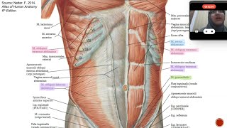 Anatomi Dinding Abdomen Rectum dan Peritoneum [upl. by Nwahsav]