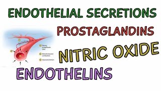 Endothelial Secretions for Cardiovascular Regulation  Prostaglandins  Nitric Oxide  Endothelins [upl. by Bravin347]