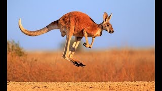 Kangaroo  Australian Kangaroos Documentary Kangaroo Life [upl. by Aekahs]