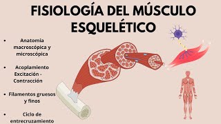 FISIOLOGÍA del músculo esquelético Acoplamiento excitación  contracción EN 20 MINUTOS [upl. by Nauqad]