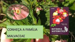 AS PLANTAS DA FAMÍLIA MALVACEAE [upl. by Ecile]