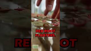 Dialed In Red Root Floaters [upl. by Tse]