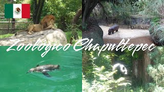 【メキシコの動物園】 [upl. by Dela800]