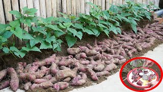 Growing Sweet Potatoes Easily At Home Produces Lots Of Tubers [upl. by Laden]