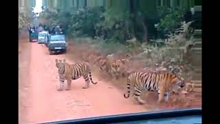 Gorumara National Park  Sudden entry of tigers  Lataguri Forest  Mitzinfinity [upl. by Walczak977]