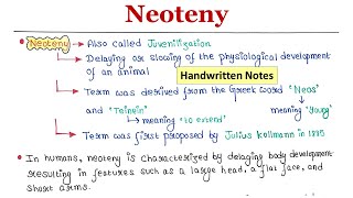 Neoteny  Handwritten notes [upl. by Assilana]