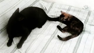 Kitten Playing With Older Cats Tail  She Instantly Regrets It [upl. by Jody]