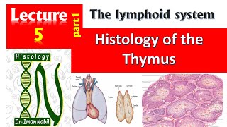 5aIntroduction to lymphoid organs الأعضاء الليمفاوية [upl. by Candie]