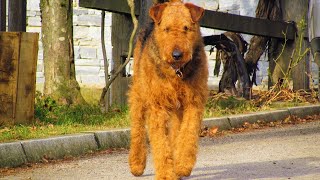 Airedale Terriers Adapting to New Environments [upl. by Selina205]