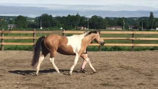 Tutoriel  Apprendre à notre cheval à nous suivre en liberté [upl. by Zenitram386]