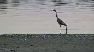 Reddish Egret dark morph fishing at sunset [upl. by Asiulana]