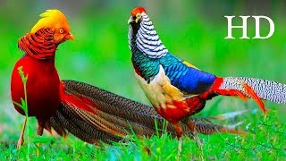 The Red Golden Pheasant Bird Call Female Video [upl. by Strickler59]