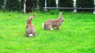 All rabbit breeds [upl. by Arlen]