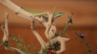 6 Care Tips for Green amp Brown Anoles  Pet Reptiles [upl. by Yeargain958]