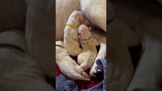 Newborn Labrador Puppies at the Milk Bar cutepuppies labrador newbornpuppies [upl. by Attenol]