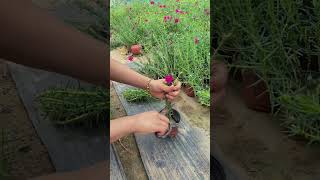 Pruning portulaca flower for strength plants and more flowers horticulture garden shortvideo [upl. by Elysha]