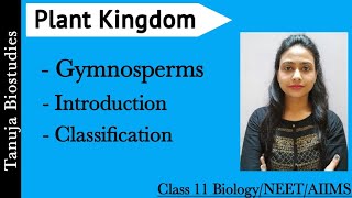 Gymnosperms  Introduction  Classification of Gymnosperms  Plant Kingdom  Class 11 BiologyNEET [upl. by Dareece]