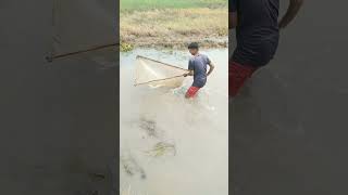 জালি দিয়ে মাছ ধরার shorts fishing fish [upl. by Aihsatsan]