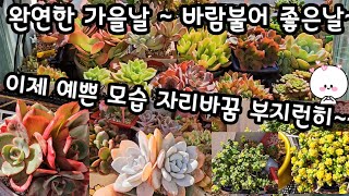 완연한 가을 다육이 🍂 이제부터 즐기실 준비 되셨나요🌸 당분간 병충해 걱정놓고 물도 충분히 주세요 😆 [upl. by Dorlisa560]