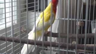 rosella parakeets lekking behavior [upl. by Robillard766]