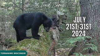 July 21st31st 2024 Tomahawk Wisconsin Trail Camera Highlights [upl. by Findlay]