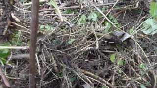 Thinning the Tall Goldenrod Solidago altissma [upl. by Zweig]