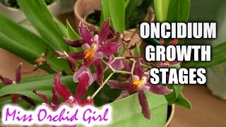 Growth stages of Oncidium Orchids [upl. by Groeg]