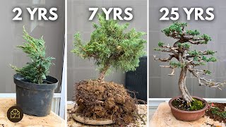 Steps to Grow a Cutting into a Juniper Bonsai [upl. by Aihgn]