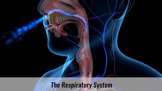 The Human Respiratory System Explained [upl. by Haididej270]