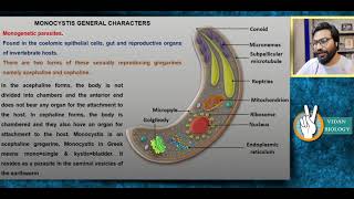 Monocystis  With Life cycle [upl. by Annerahs]