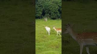 Fallow Deer Antlers Growth Shedding and Use deer [upl. by Cull]