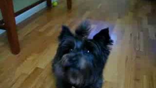 Cairn Terrier Tricks [upl. by Mariska]