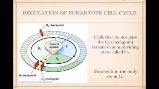 Regulation of Cell Cycle [upl. by Hagerman]