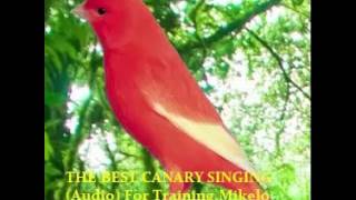 THE BEST CANARY SINGING Audio For Training  Serinus canaria [upl. by Rj]