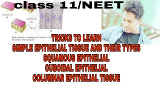 TRICKS to learn squamous cuboidalcolumnar epithelial tissue types of simple epithelial tissue [upl. by Nicolea]