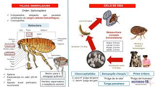 Pulgas Orden Siphonaptera [upl. by Amme]