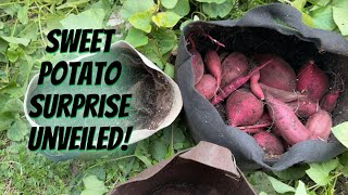 Sweet Potato Harvest Surprise 🍠 My Japanese Varieties from Etsy  No Shortcut Gardening [upl. by Akitan246]