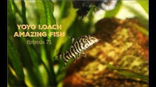 Yoyo Loach Amazing Fish [upl. by Klarrisa]