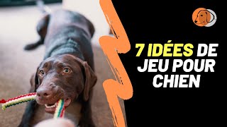 7 idées de jeu pour divertir son chien et améliorer son obéissance Quel jeu pour mon chien [upl. by Alyahsal917]