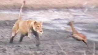 Lions Hunt amp Attack Impalas at Waterhole [upl. by Clementius]