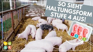 Glori goes Tierwohl  Die Haltungsform hinter dem Fleischlabel  Stufe 4  Premium [upl. by Senoj572]